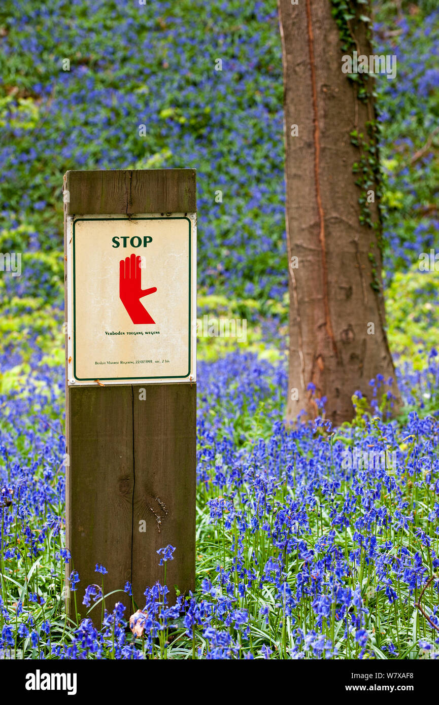 Bluebells (Hyacinthoides non-scripta) in flower with sign prohibiting people from entering protected area. Hallerbos / Halle forest, Belgium, April. Stock Photo