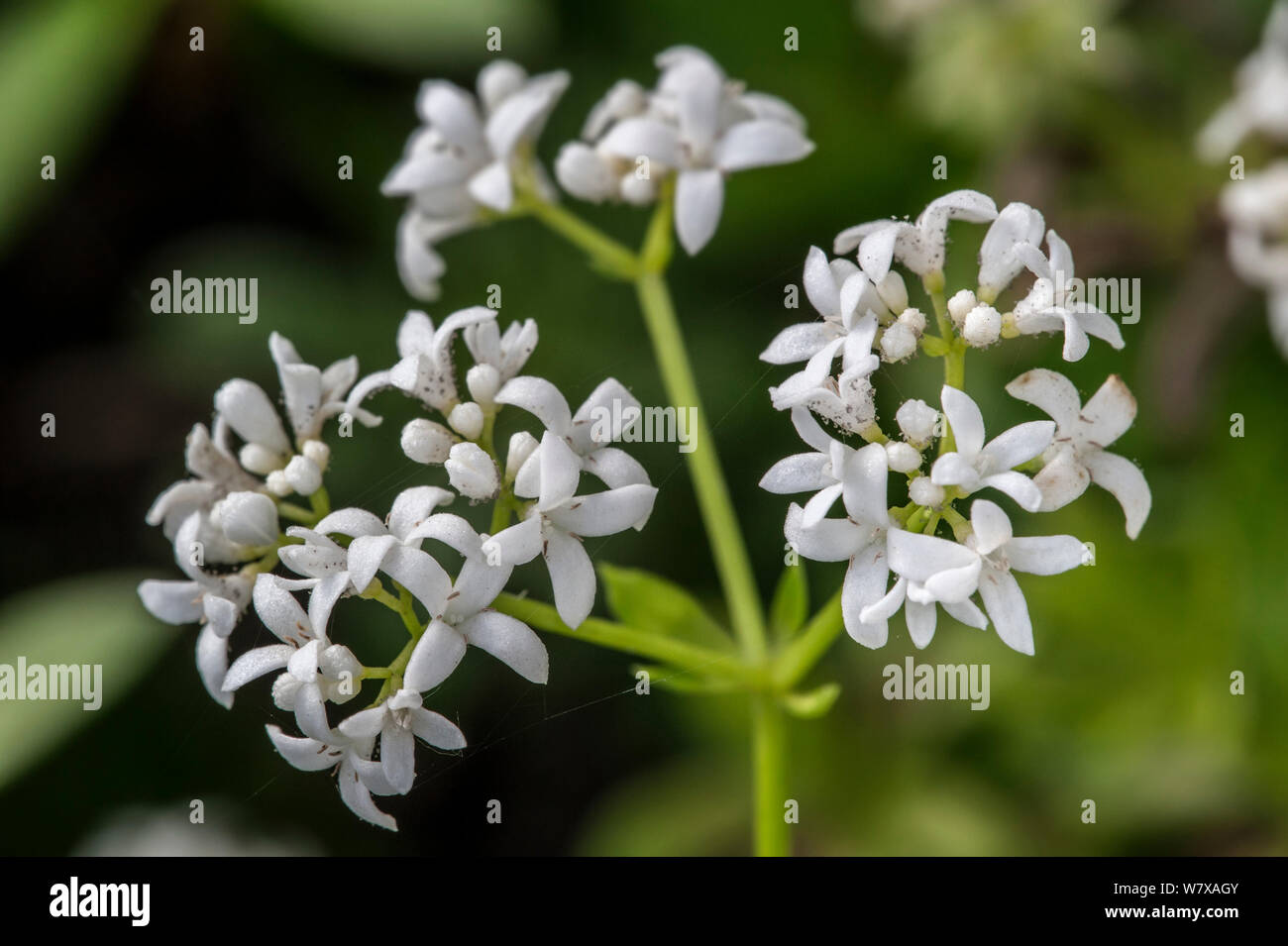 Sweet woodruff (Galium odoratum) in flower, Belgium, April. Stock Photo