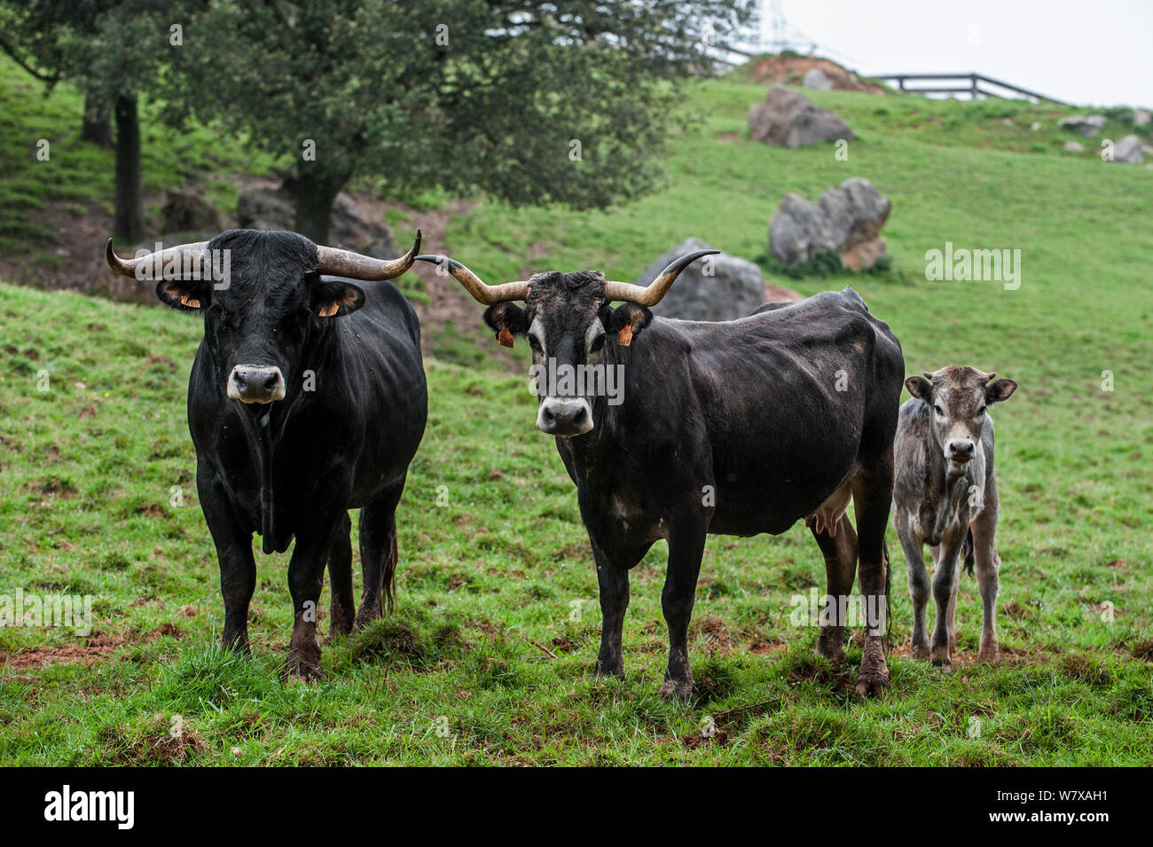 Tudanca bull, cow and calf, primitive breed of cattle from Cantabria, Spain, May. Stock Photo