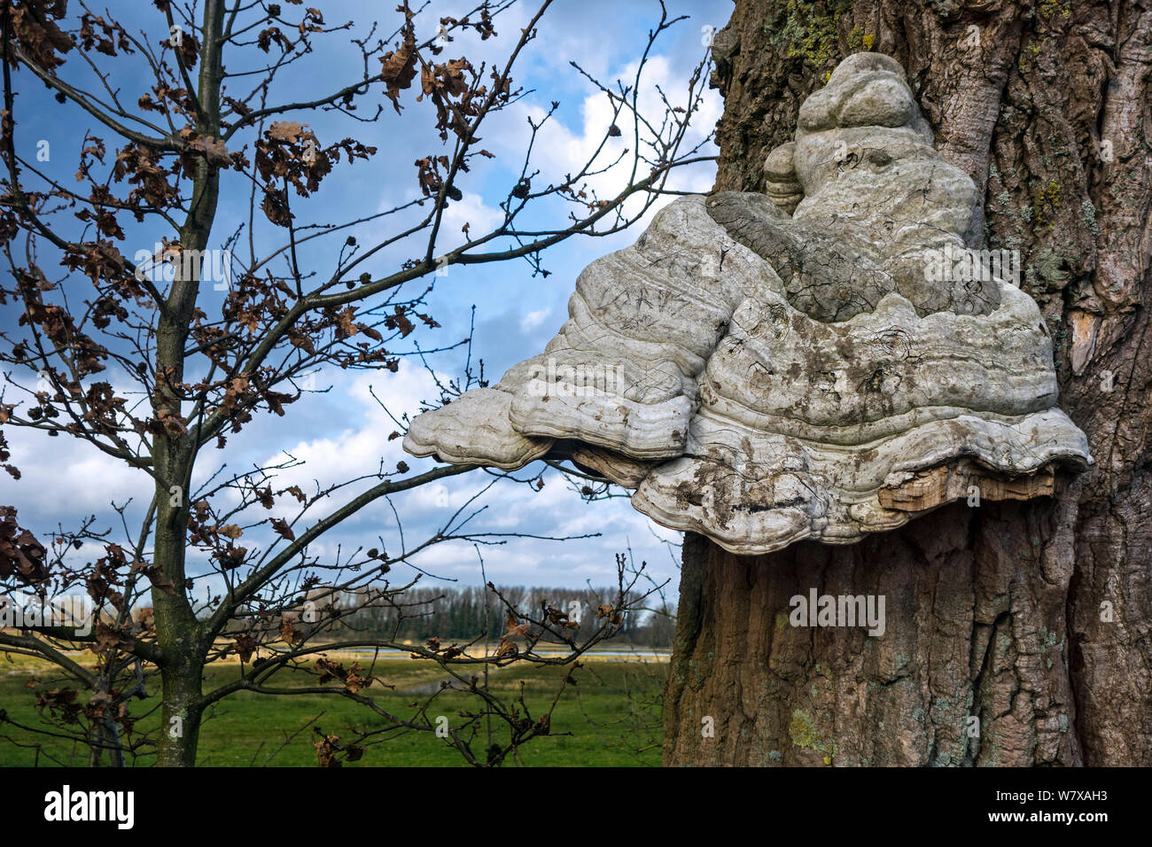 Tinder fungus / hoof fungus (Fomes fomentarius) growing on English oak (Quercus robur), February. Stock Photo