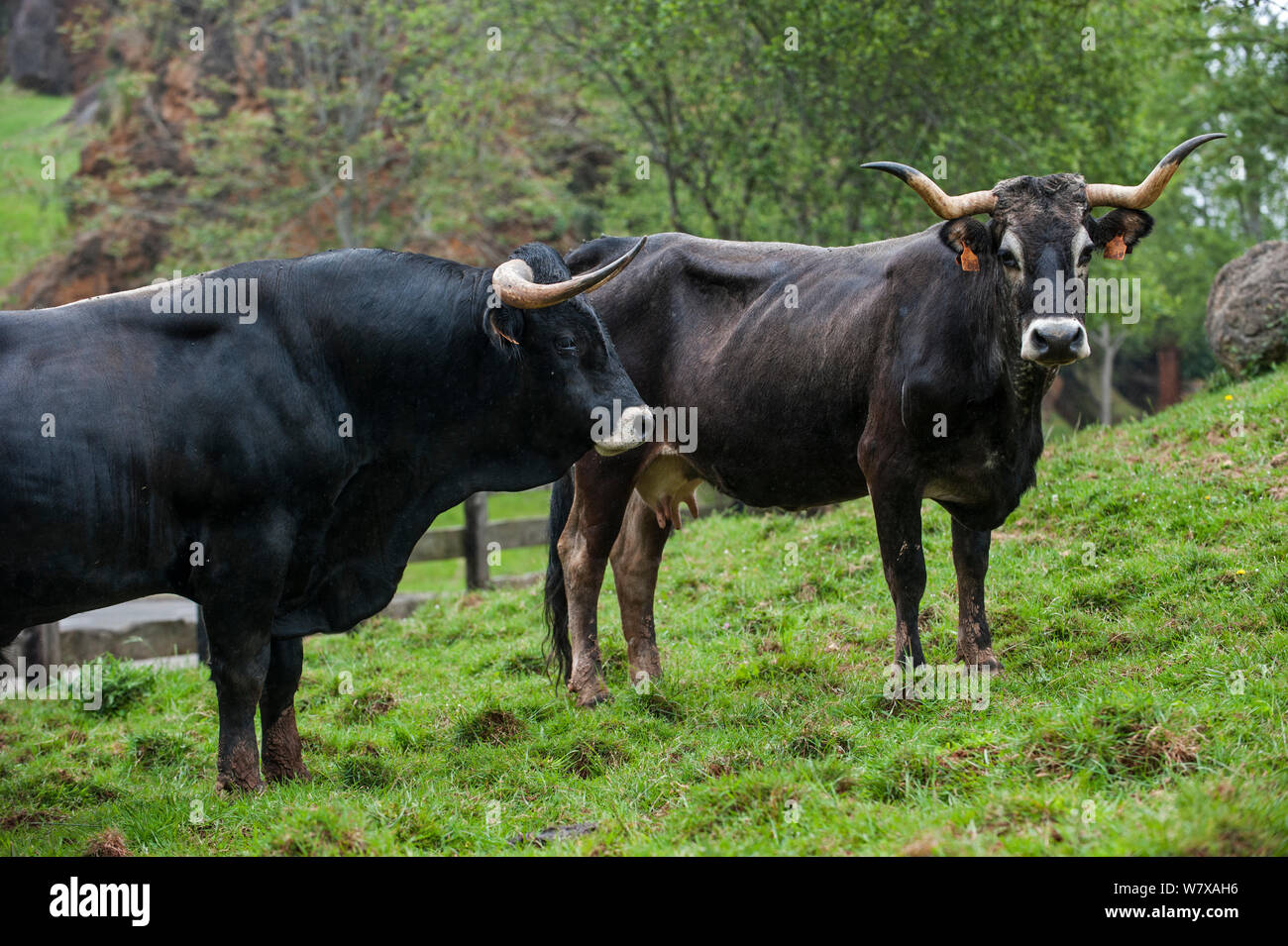 Tudanca bull and cow, primitive breed of cattle from Cantabria, Spain, May. Stock Photo