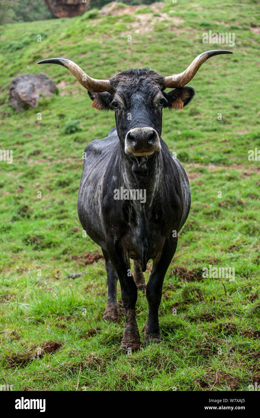 Tudanca cow, primitive breed of cattle from Cantabria, Spain, May. Stock Photo