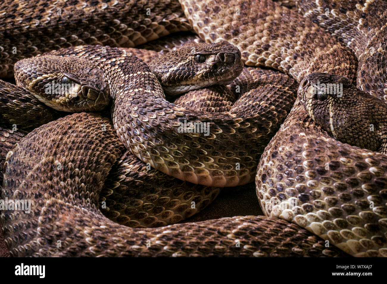 Three Western diamondback rattlesnakes (Crotalus atrox) coiled up, captive. Occurs in the United States and Mexico. Stock Photo