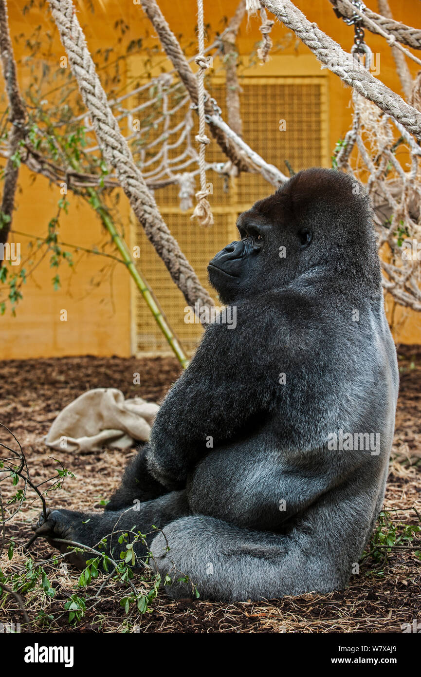 Western lowland gorilla (Gorilla gorilla gorilla) silverback male in indoor enclosure, Cabarceno Park, Cantabria, Spain. Captive, occurs in Cameroon, the Central African Republic, Congo, Gabon, Equatorial Guinea, and the Cabinda enclave of Angola. Stock Photo