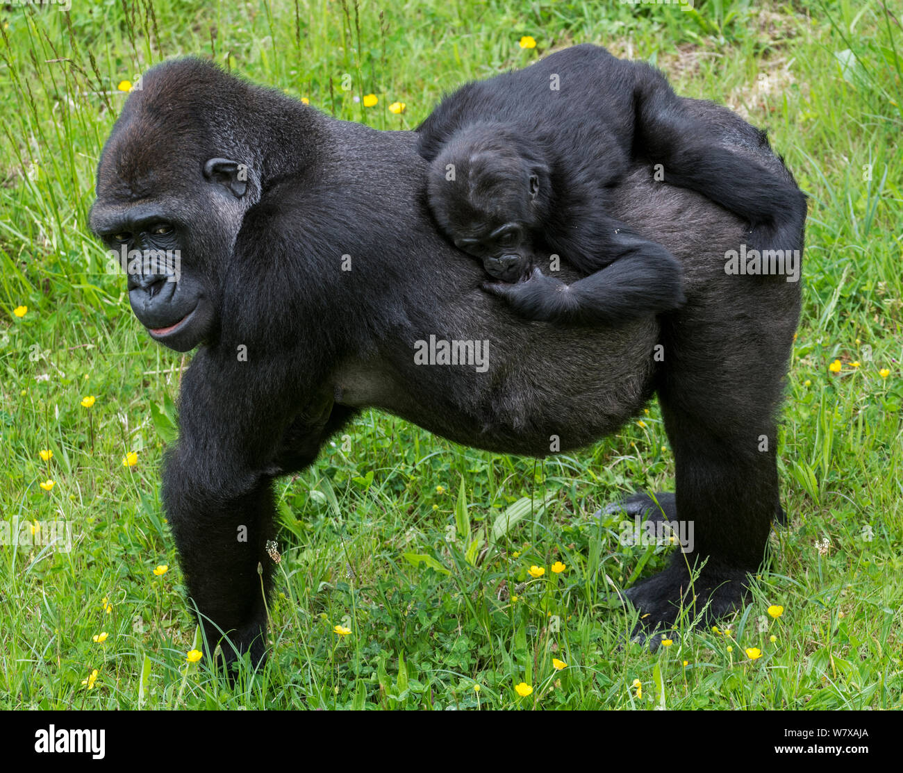 Western lowland gorilla (Gorilla gorilla gorilla) baby riding on mother&#39;s back, Cabarceno Park, Cantabria, Spain. Captive, occurs in Cameroon, the Central African Republic, Congo, Gabon, Equatorial Guinea, and the Cabinda enclave of Angola. Stock Photo