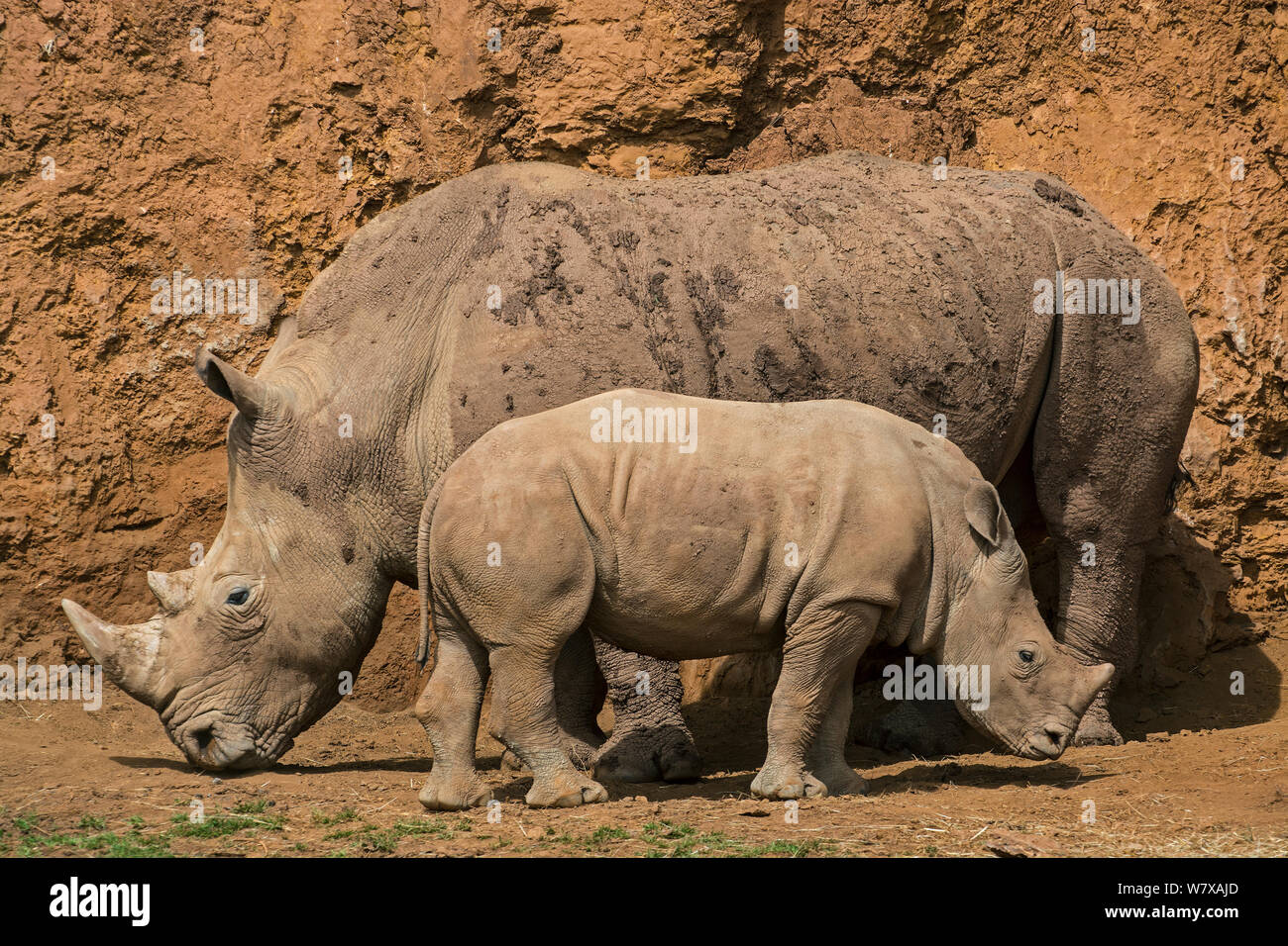 White rhinoceros (Ceratotherium simum) female with calf, Cabarceno Park, Cantabria, Spain. Captive, occurs in southern Africa. Stock Photo
