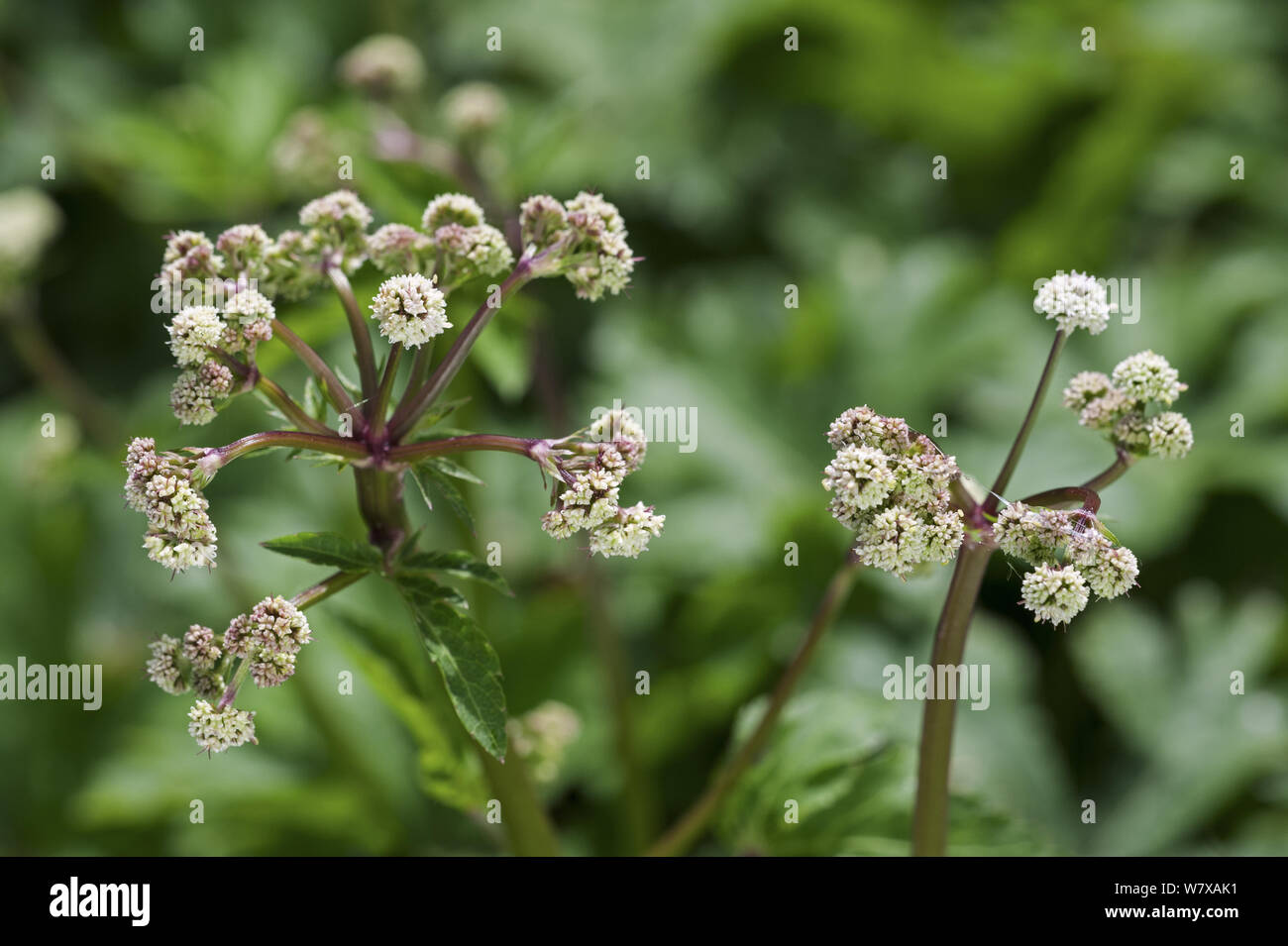 Wood sanicle (Sanicula europaea) in flower, Belgium, April. Stock Photo