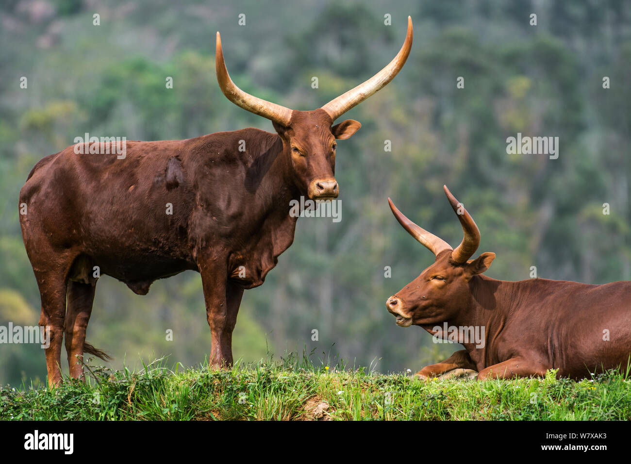 Ankole-Watusi / Ankole longhorn cows, a breed of Sanga cattle. Cabarceno Park, Cantabria, Spain. Stock Photo