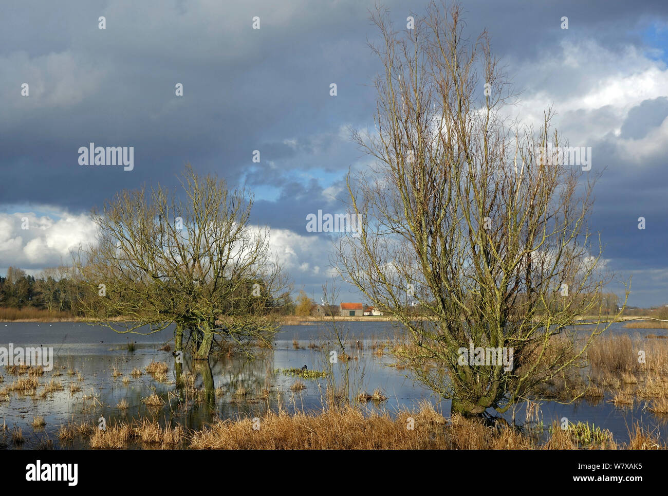 Willow trees (Salix sp) in flooded meadow in Bourgoyen Ossemeersen, a Belgian nature reserve and an internationally important wetland for wintering waterfowl. Near Ghent, Belgium, February 2014. Stock Photo