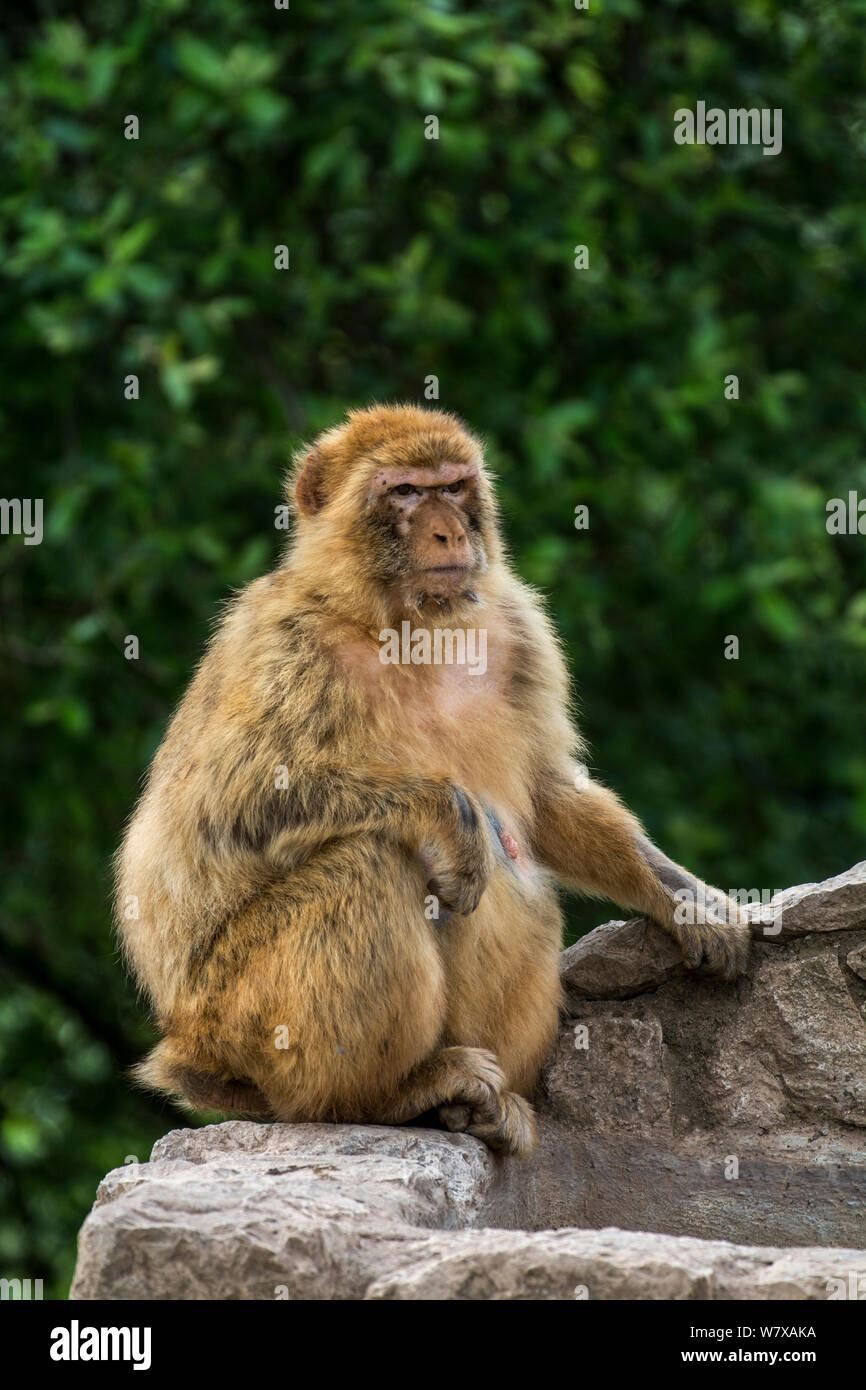 Barbary macaque (Macaca sylvanus) Cabarceno Park, Cantabria, Spain. Captive, occurs in Northern Africa and Gibraltar. Stock Photo