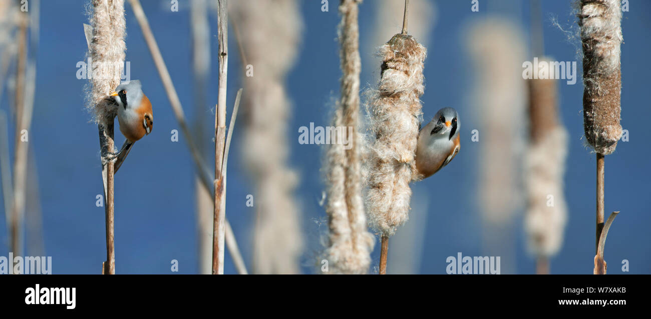 Bearded tit (Panurus biarmicus) males eating common bulrush / broadleaf cattail (Typha latifolia) seeds in reed bed, Belgium, March. Digital composite. Stock Photo
