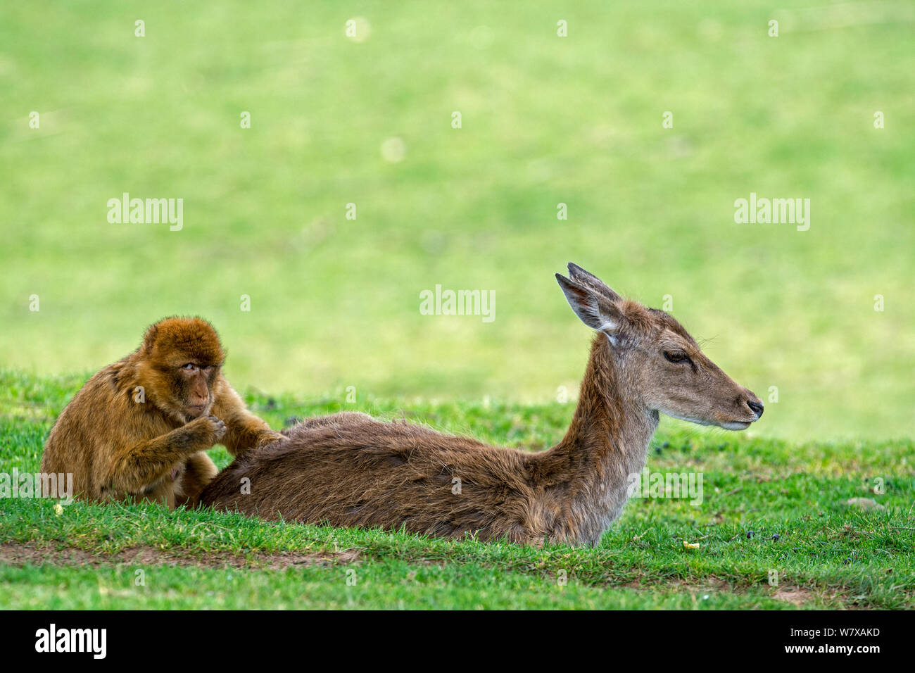 Barbary macaque (Macaca sylvanus) grooming deer, Cabarceno Park, Cantabria, Spain. Captive, occurs in Northern Africa and Gibraltar. Stock Photo
