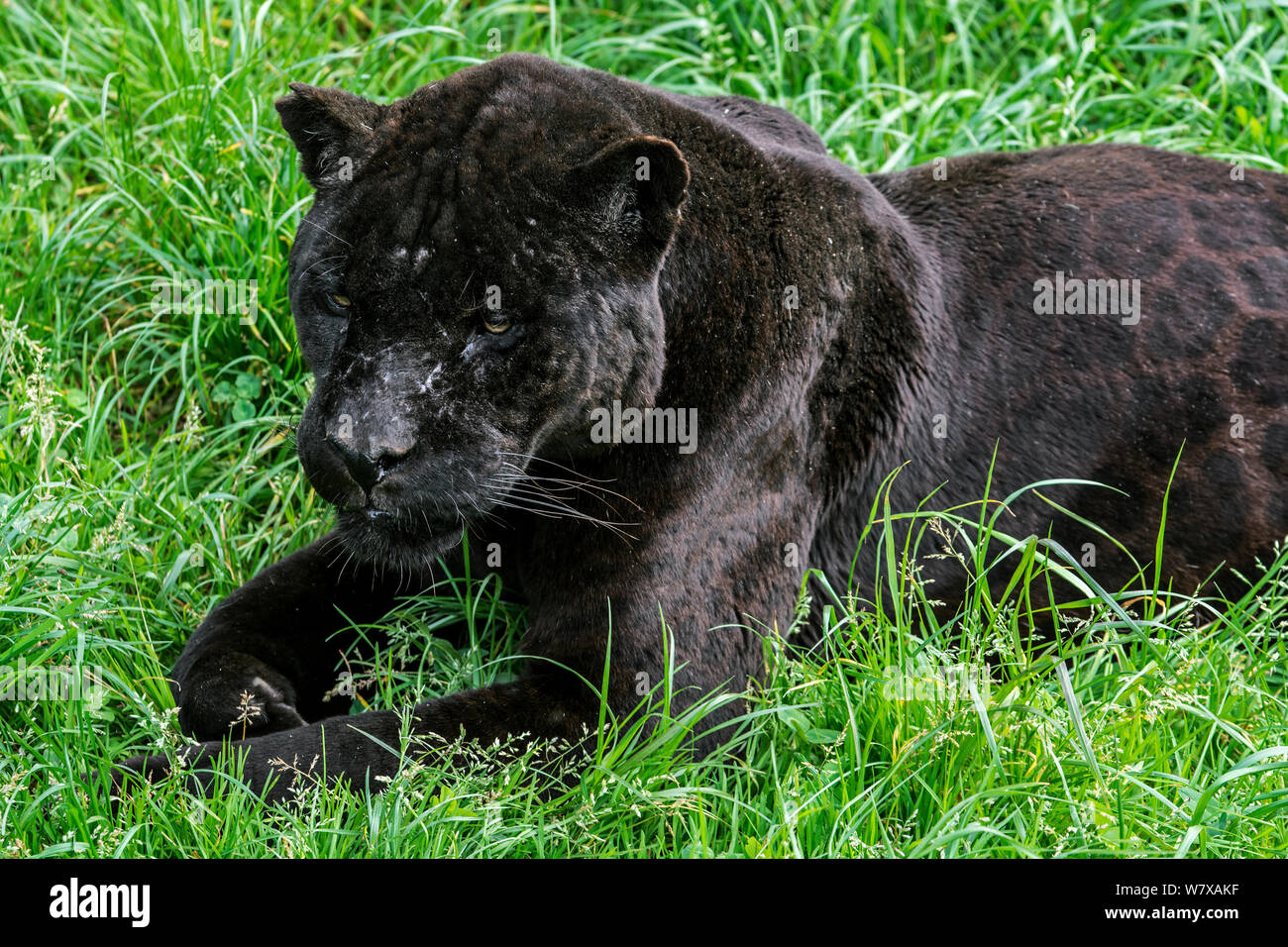 Black / melanistic jaguar (Panthera onca) with spots visible, lying in the grass, Cabarceno Park, Cantabria, Spain. Captive, occurs in Central and South America. Stock Photo