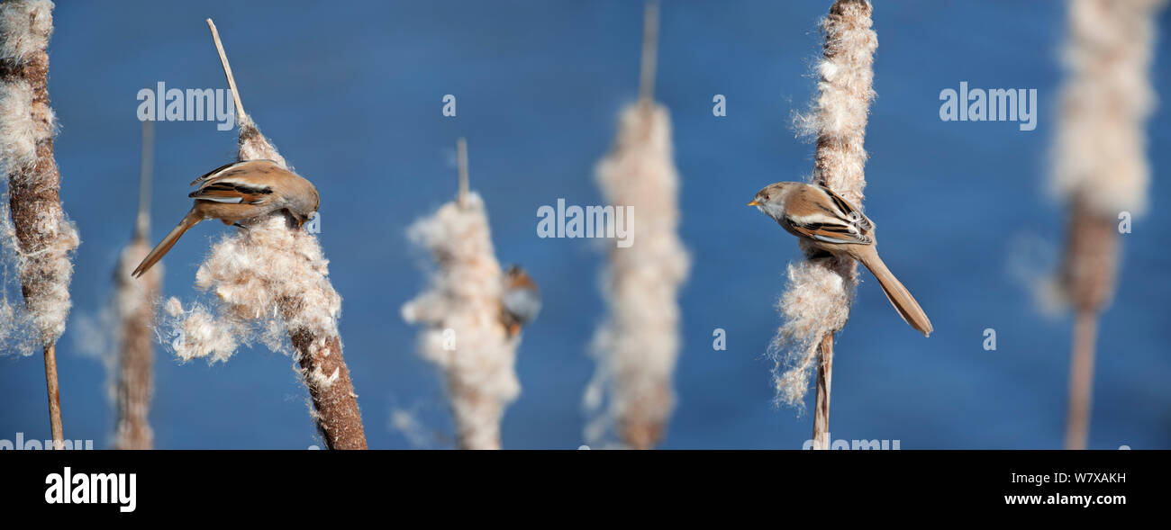 Bearded tit (Panurus biarmicus) females eating common bulrush / broadleaf cattail (Typha latifolia) seeds in reed bed, Belgium, March. Digital composite. Stock Photo