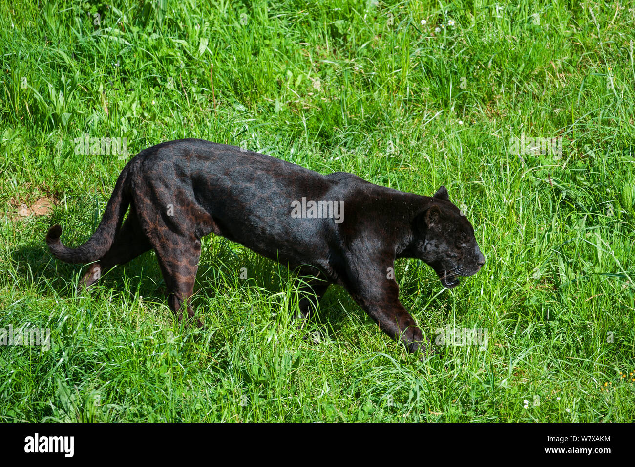 Black / melanistic jaguar (Panthera onca) with spots still visible, Cabarceno Park, Cantabria, Spain. Captive, occurs in Central and South America. Stock Photo