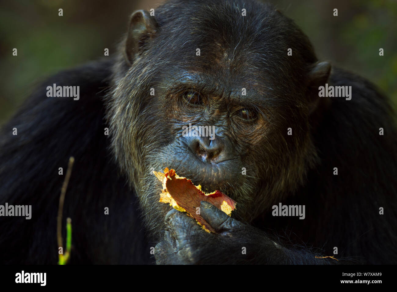 Eastern chimpanzee (Pan troglodytes schweinfurtheii) alpha male &#39;Ferdinand&#39; aged 19 years feeding on seed pods - head portrait. Gombe National Park, Tanzania. Stock Photo