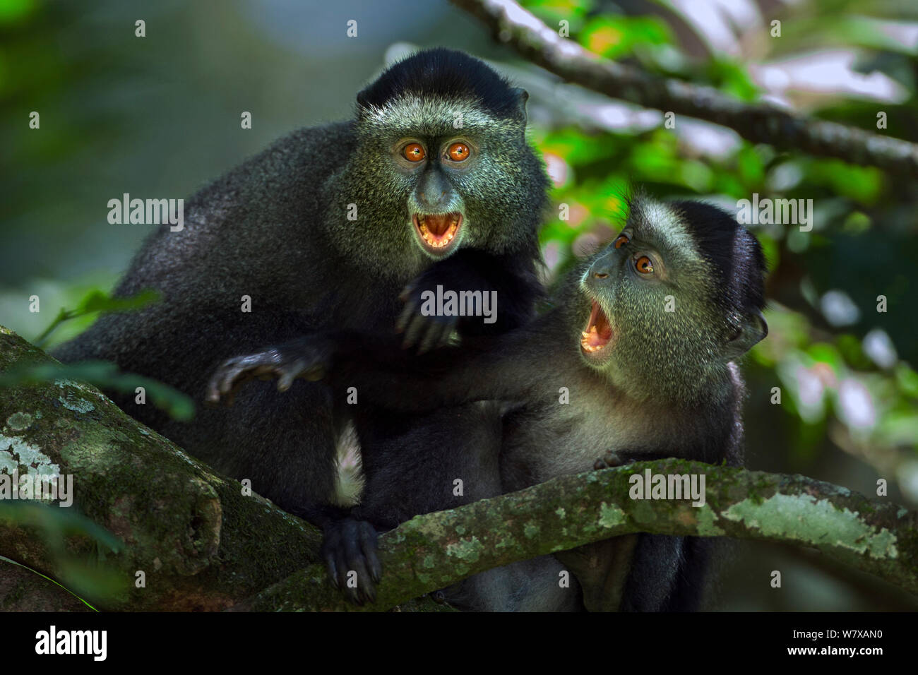 Two baby monkeys fighting hi-res stock photography and images - Alamy