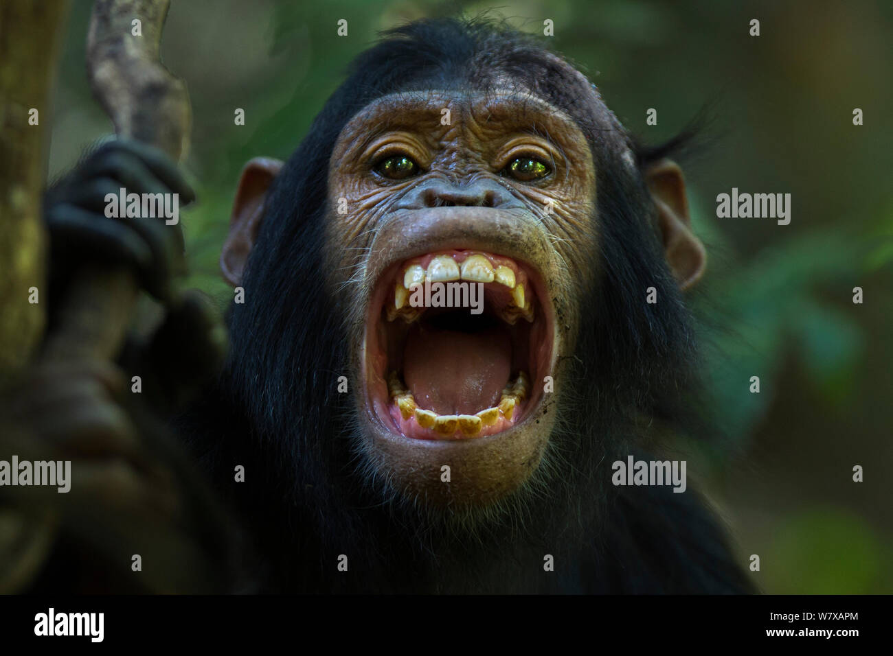Chimpanzee teeth hires stock photography and images Alamy