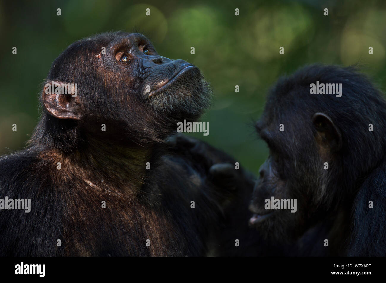 Eastern chimpanzee (Pan troglodytes schweinfurtheii) male &#39;Titan&#39; aged 17 years being groomed by alpha male &#39;Ferdinand&#39; aged 19 years. Gombe National Park, Tanzania. Stock Photo