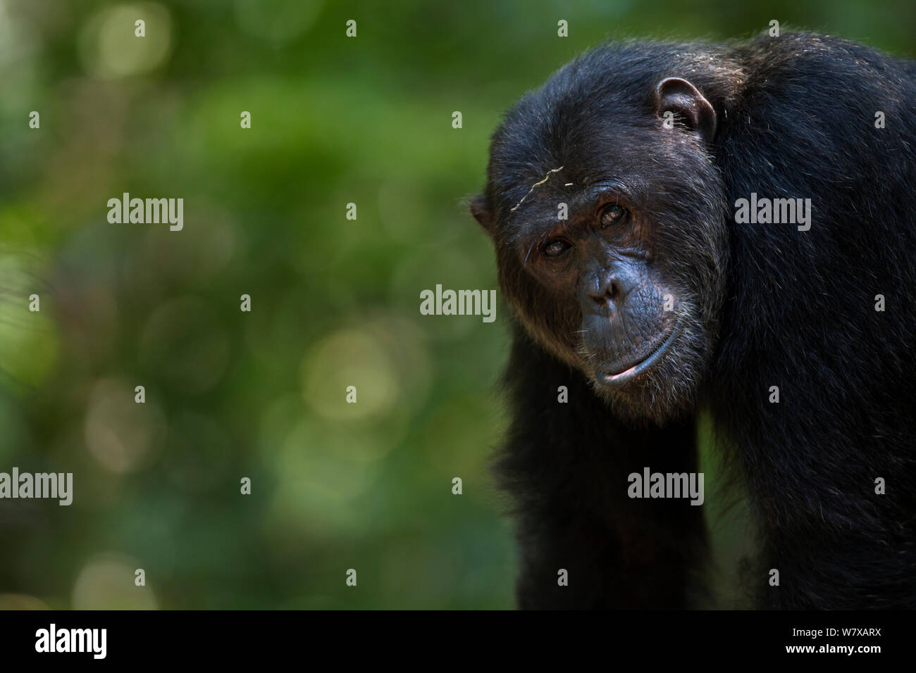 Eastern chimpanzee (Pan troglodytes schweinfurtheii) alpha male &#39;Ferdinand&#39; aged 19 years head and shoulders standing portrait. Gombe National Park, Tanzania. Stock Photo