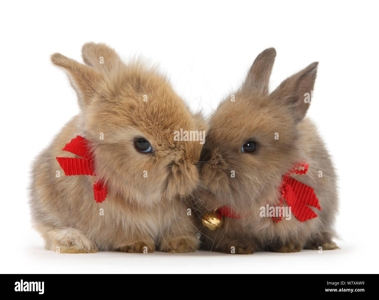 Two Baby Lionhead Cross Rabbits Wearing Bells And Ribbons Stock Photo