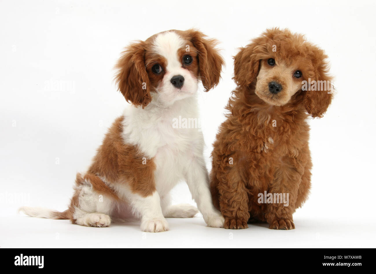 Cavalier hotsell mini poodle