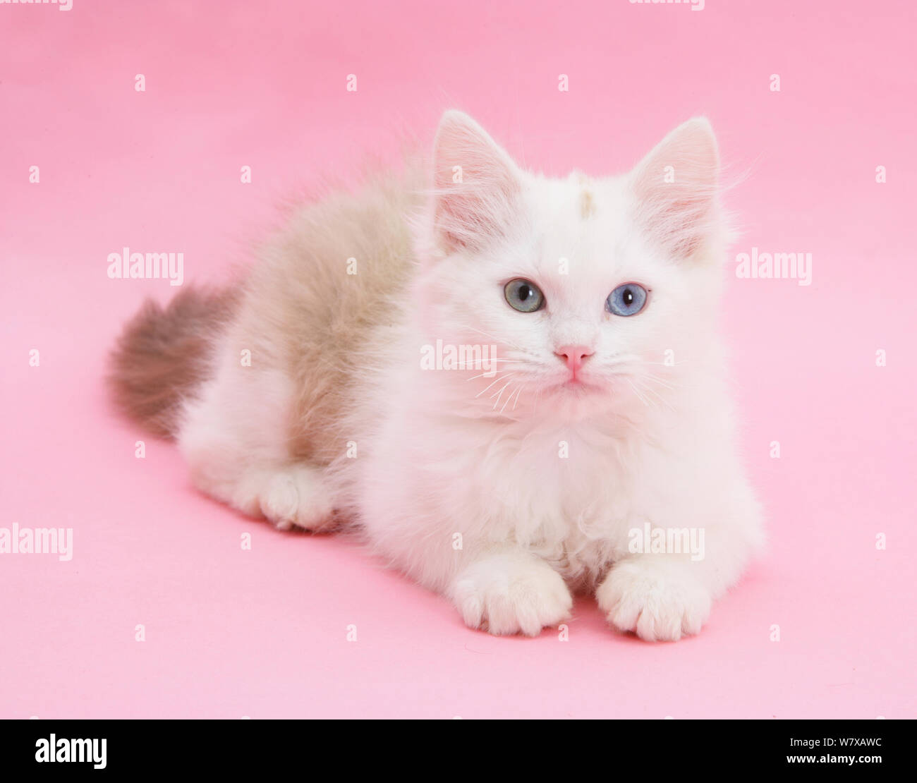 Birman x Ragdoll kitten, Willow, age 3 months, on pink background. Stock Photo