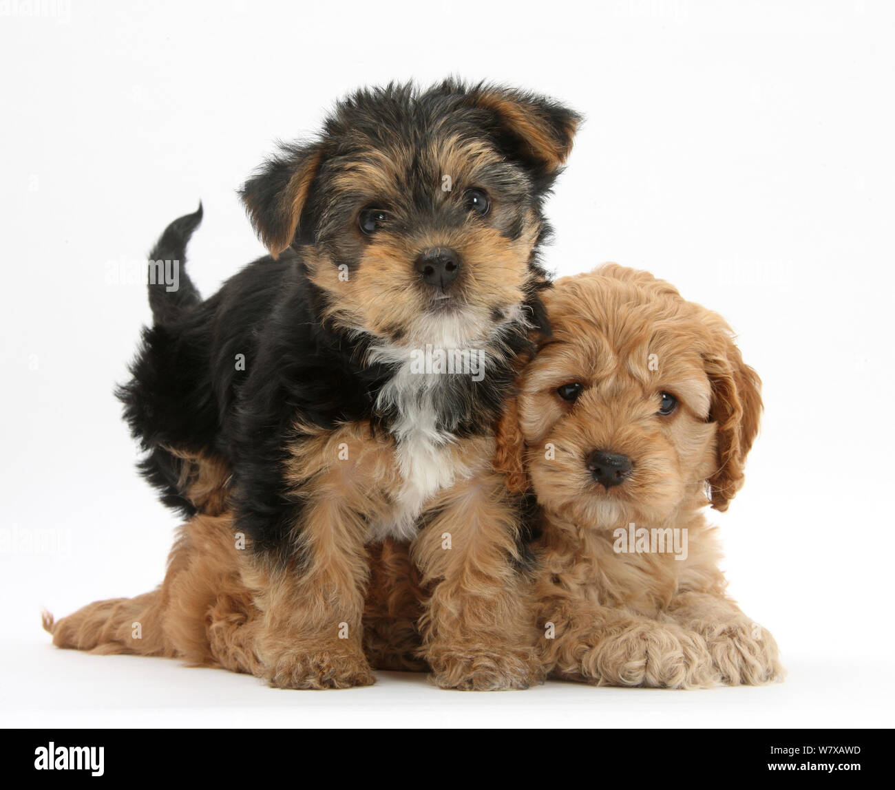 Cavalier King Charles spaniel x Poodle cross 'Cavapoo' puppy, age 7 weeks, and Yorkshire Terrier pup age 8 weeks. Stock Photo