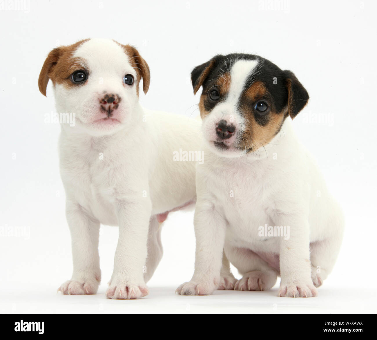 at what age is a jack russell terrier full grown