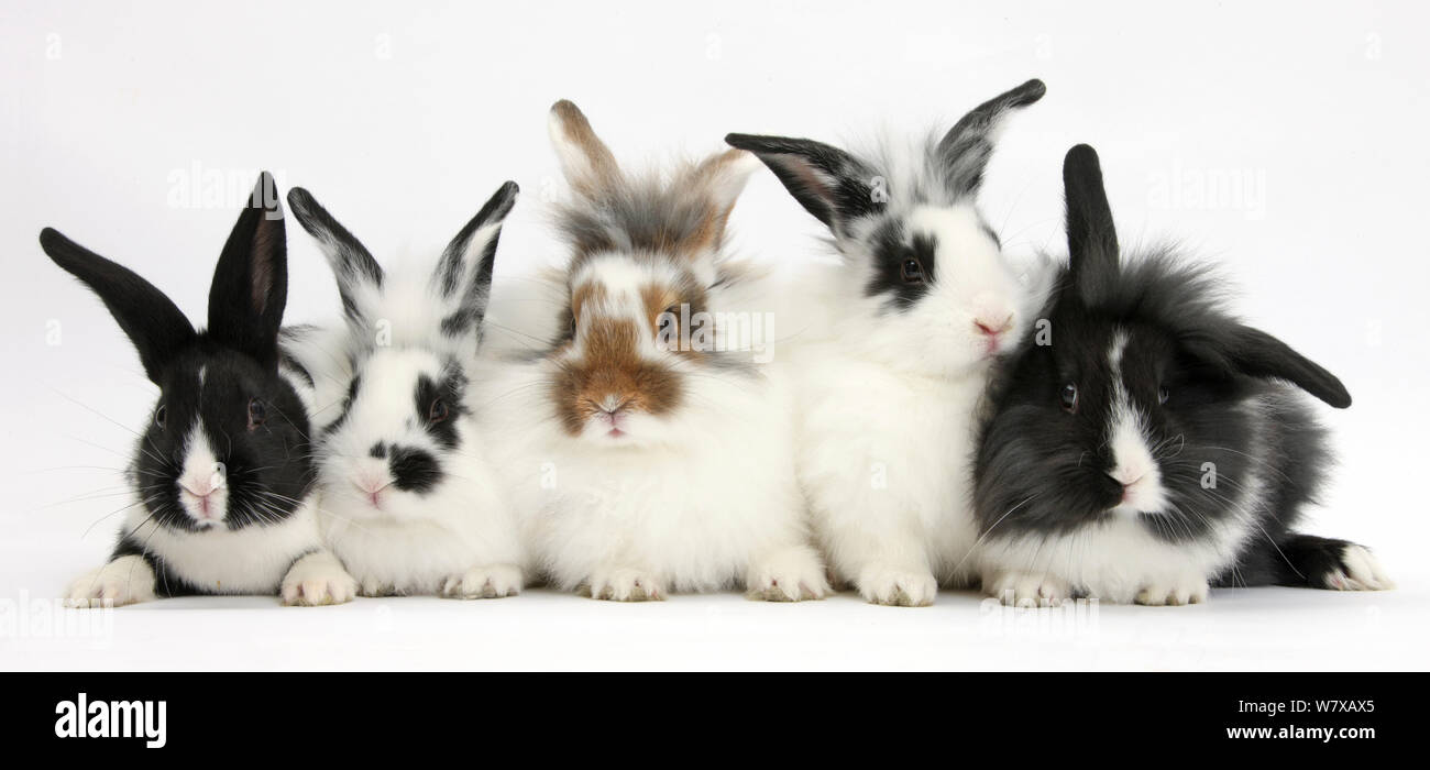Five young Lionhead cross rabbits in different colourations. Stock Photo