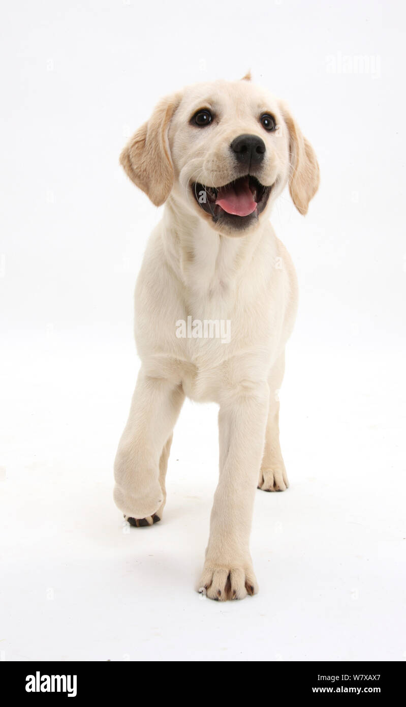 Yellow Labrador Retriever pup age 3 months trotting forward Stock Photo Alamy