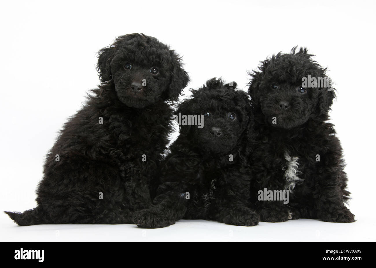 Three black toy Labrador x Poodle 'Labradoodle' puppies. Stock Photo