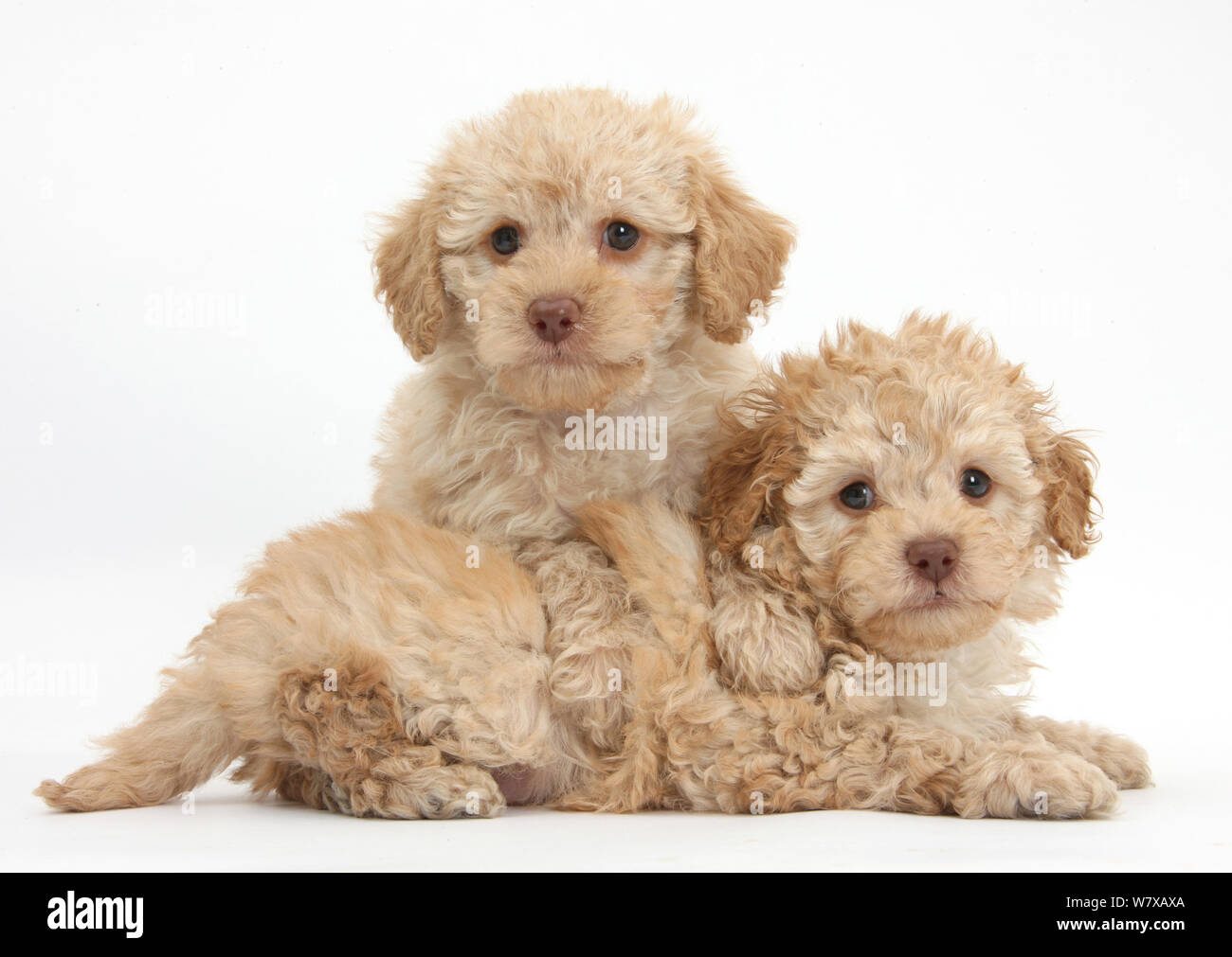 Two toy Labrador x Poodle 'Labradoodle' puppies. Stock Photo
