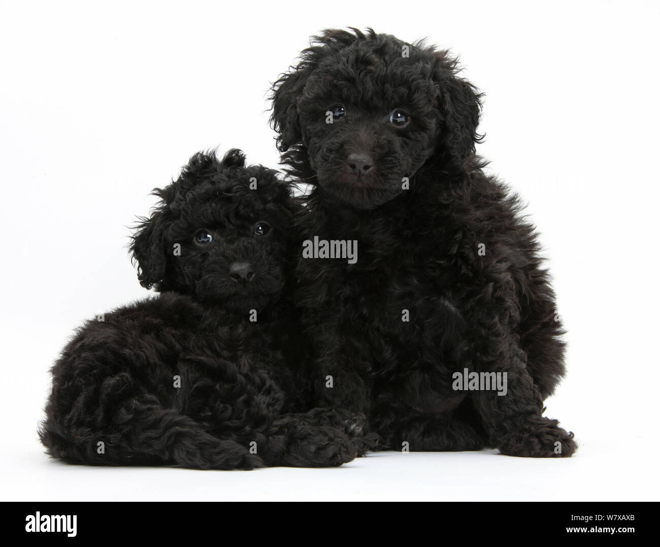 Black toy Labrador x Poodle 'Labradoodle' puppies. Stock Photo