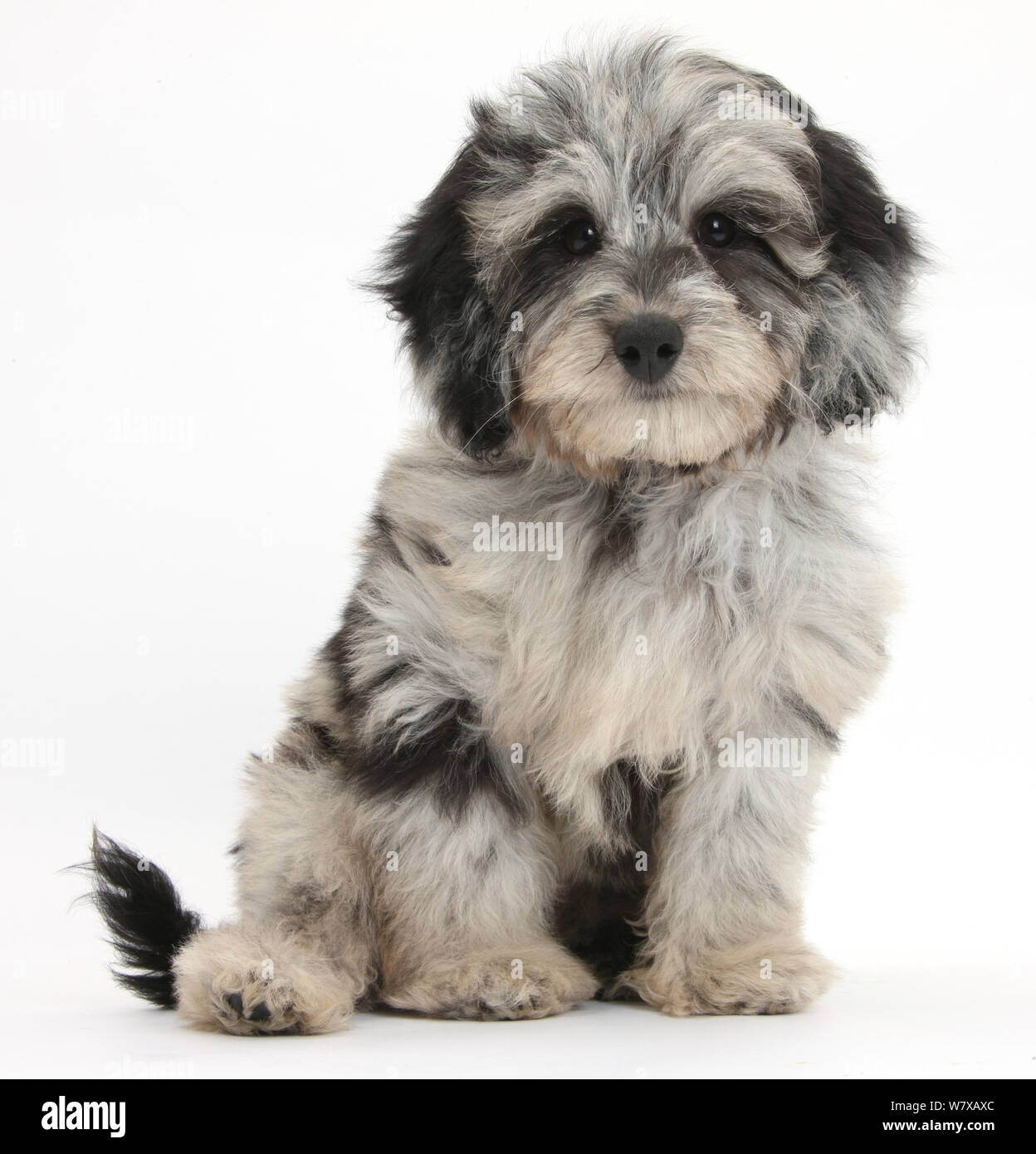 Black and grey Daschund x Poodle cross, 'Daxie doodle' puppy. Stock Photo