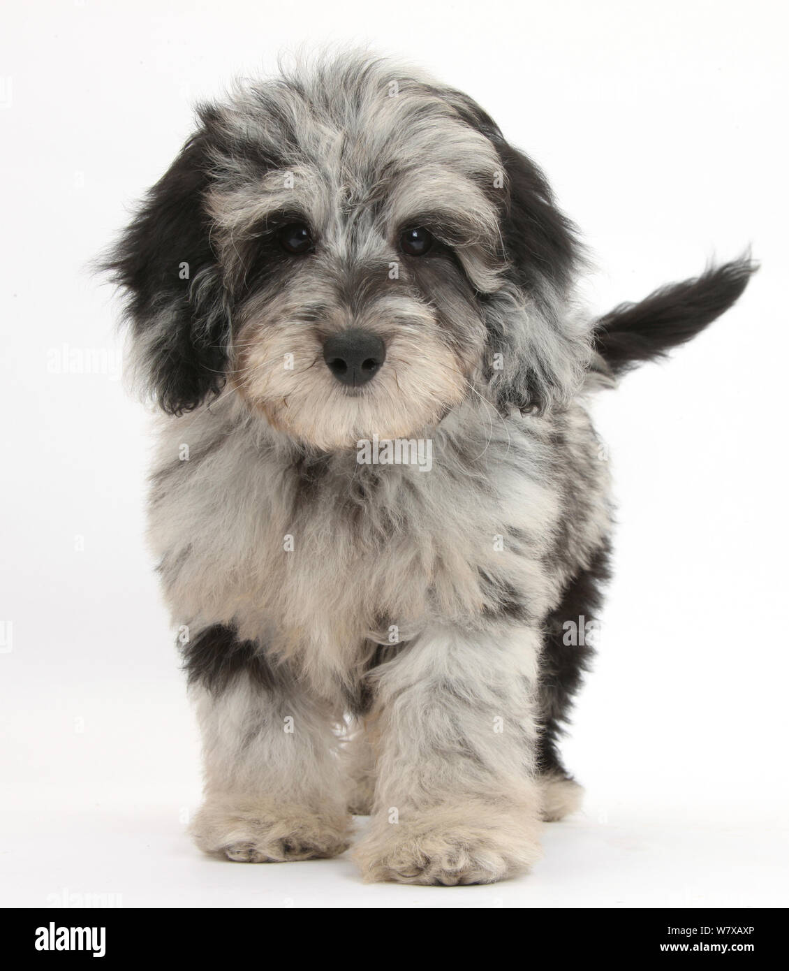 Black and grey Daschund x Poodle 'Daxie doodle' puppy, walking. Stock Photo