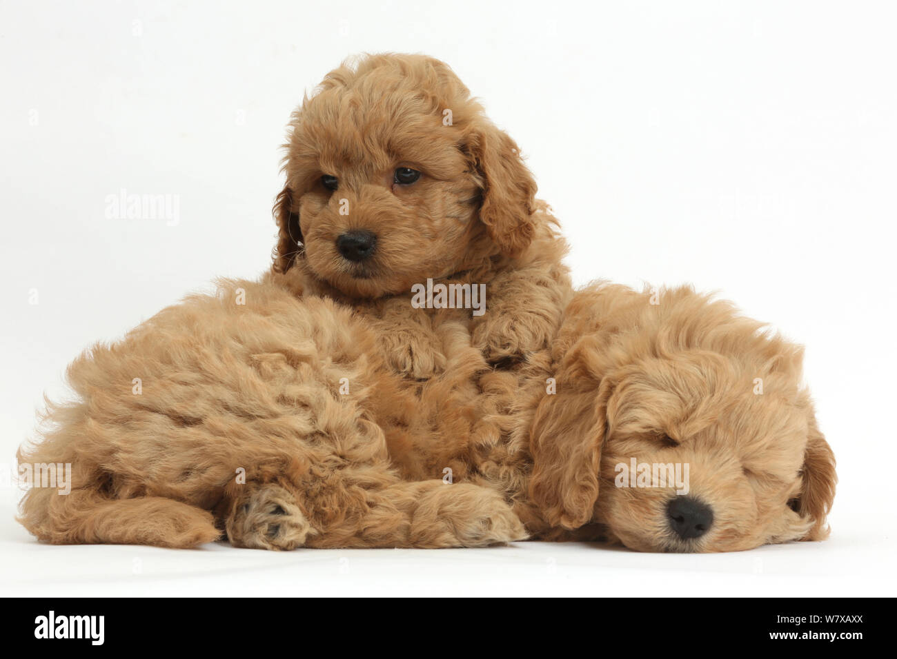 Golden retriever x Poodle (F1b) 'Goldendoodle' puppies, resting. Stock Photo