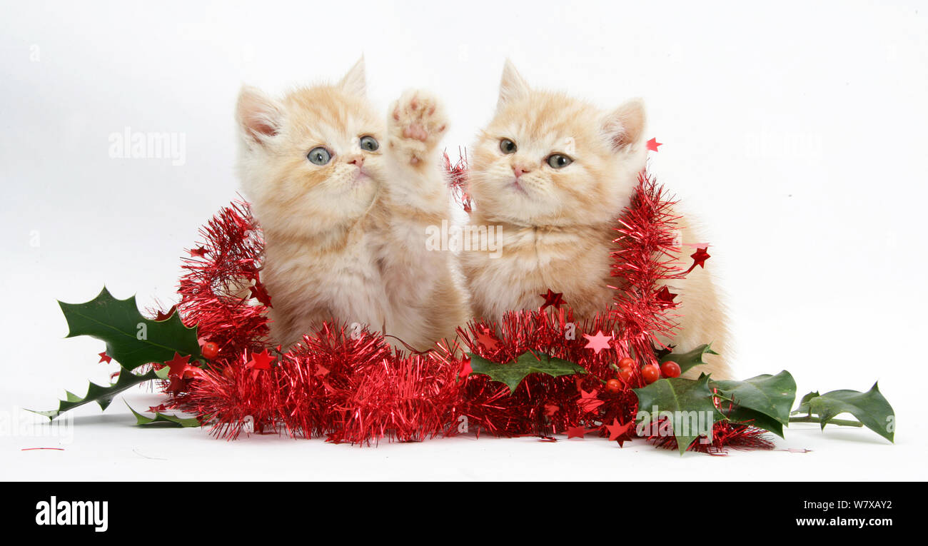 Ginger kittens wrapped in red tinsel and holly berries. Stock Photo