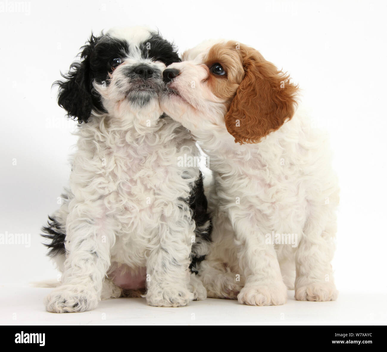 king charles cavapoo puppies