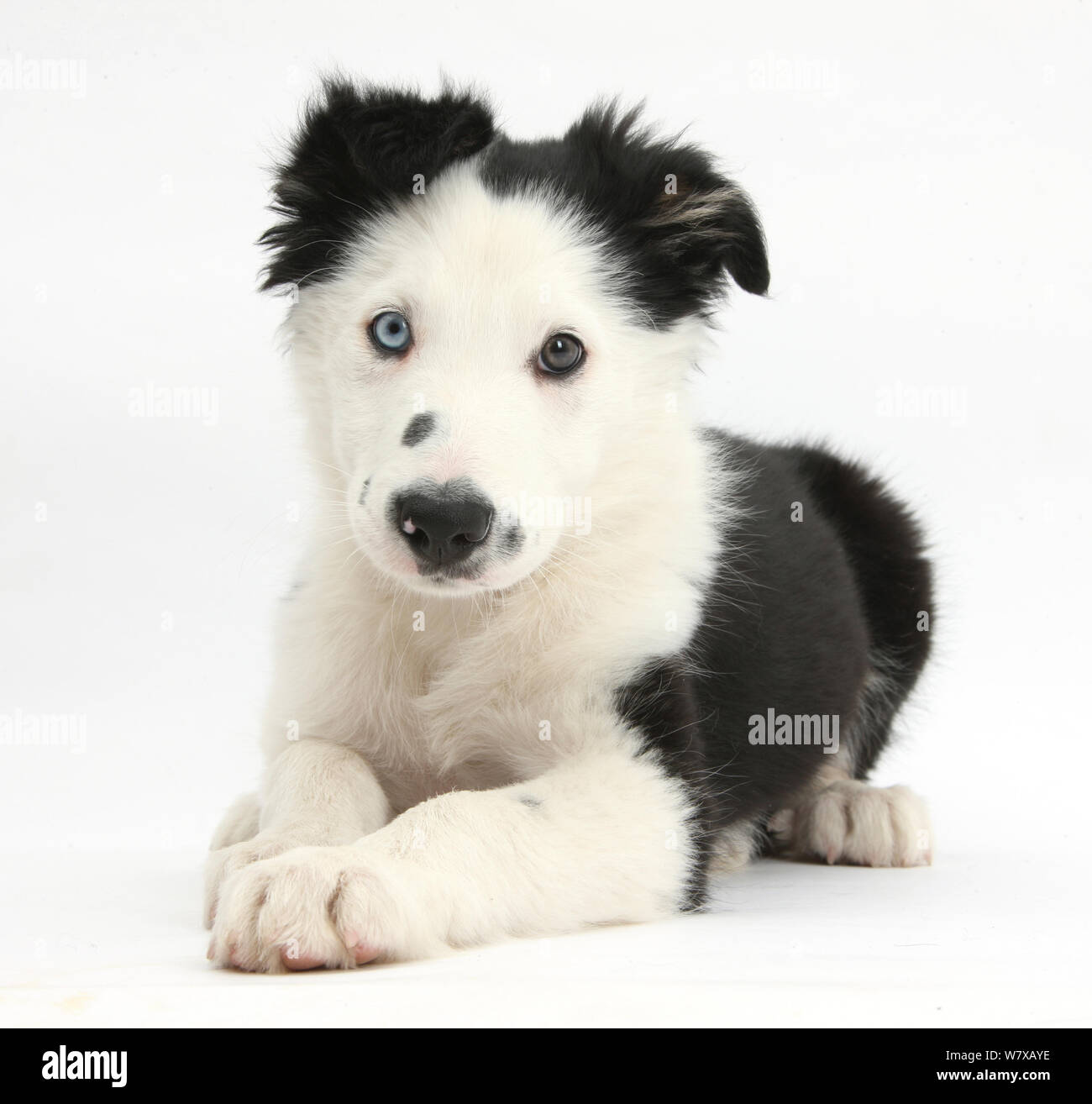 Black and white Border Collie puppy, lying with head up. Stock Photo