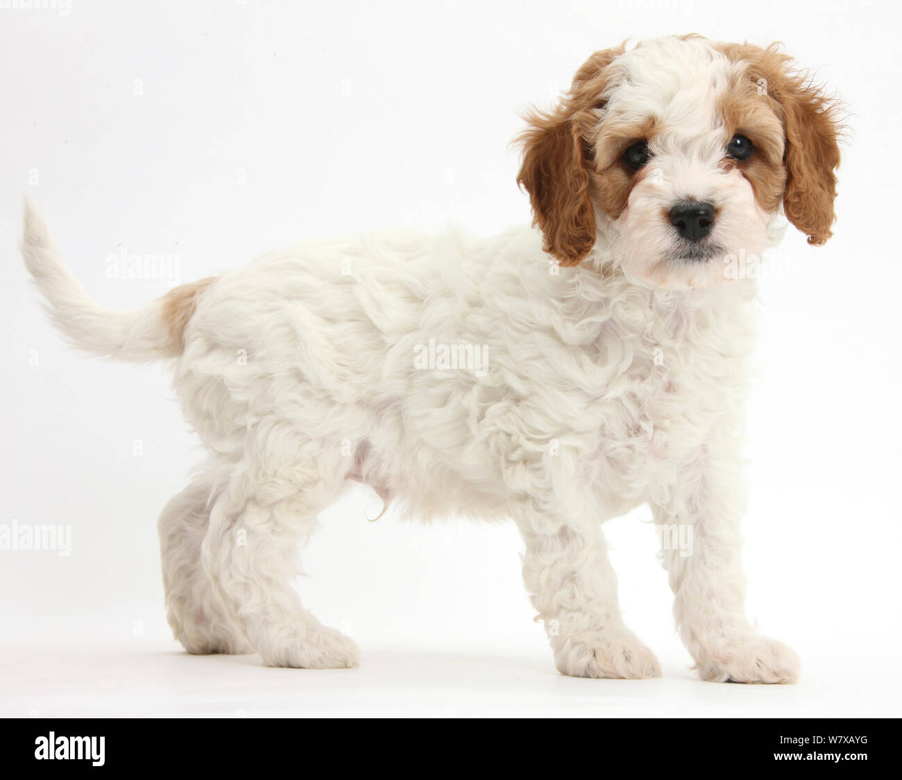 Cute red and white Cavalier King Charles Spaniel x Poodle 'Cavapoo' puppy, 6 weeks, standing. Stock Photo