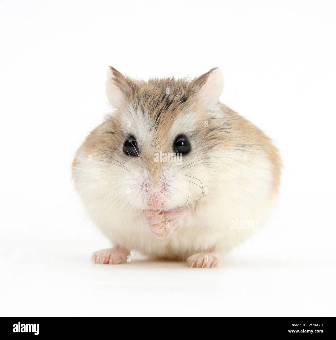 Roborovski Hamster (Phodopus roborovskii) Stock Photo