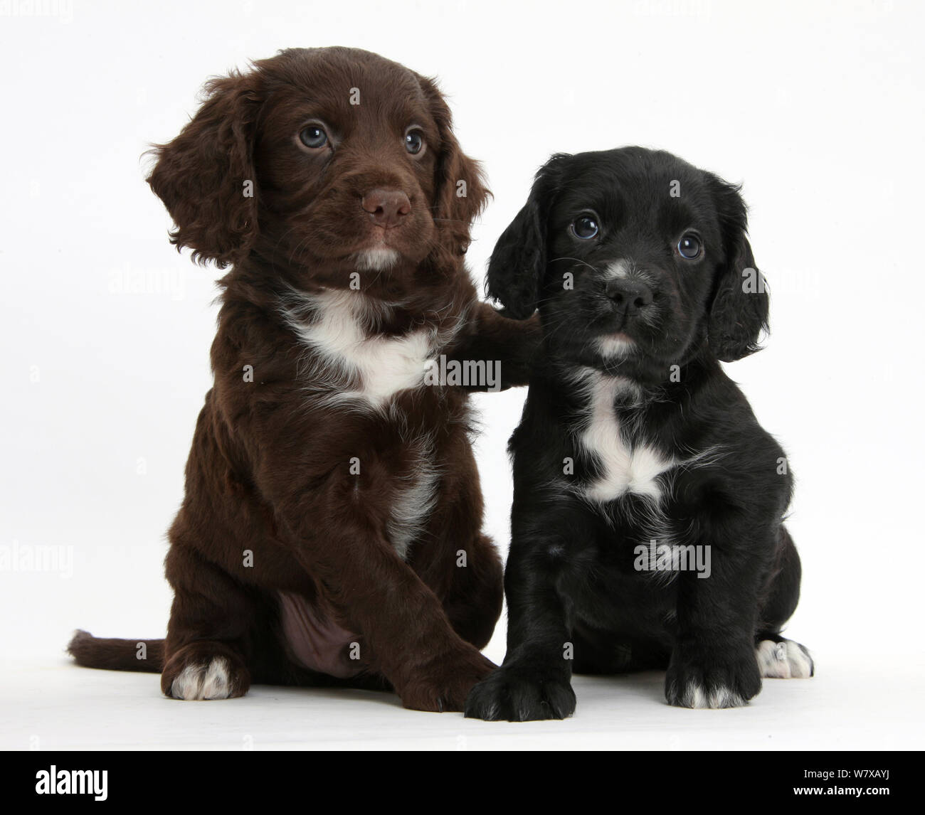 Chocolate Brown Cocker Spaniel High Resolution Stock Photography and Images  - Alamy