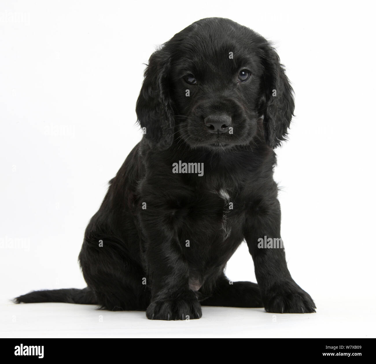 Black Cocker Spaniel Mix Puppies