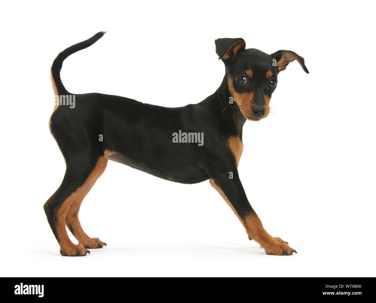 miniature doberman puppy