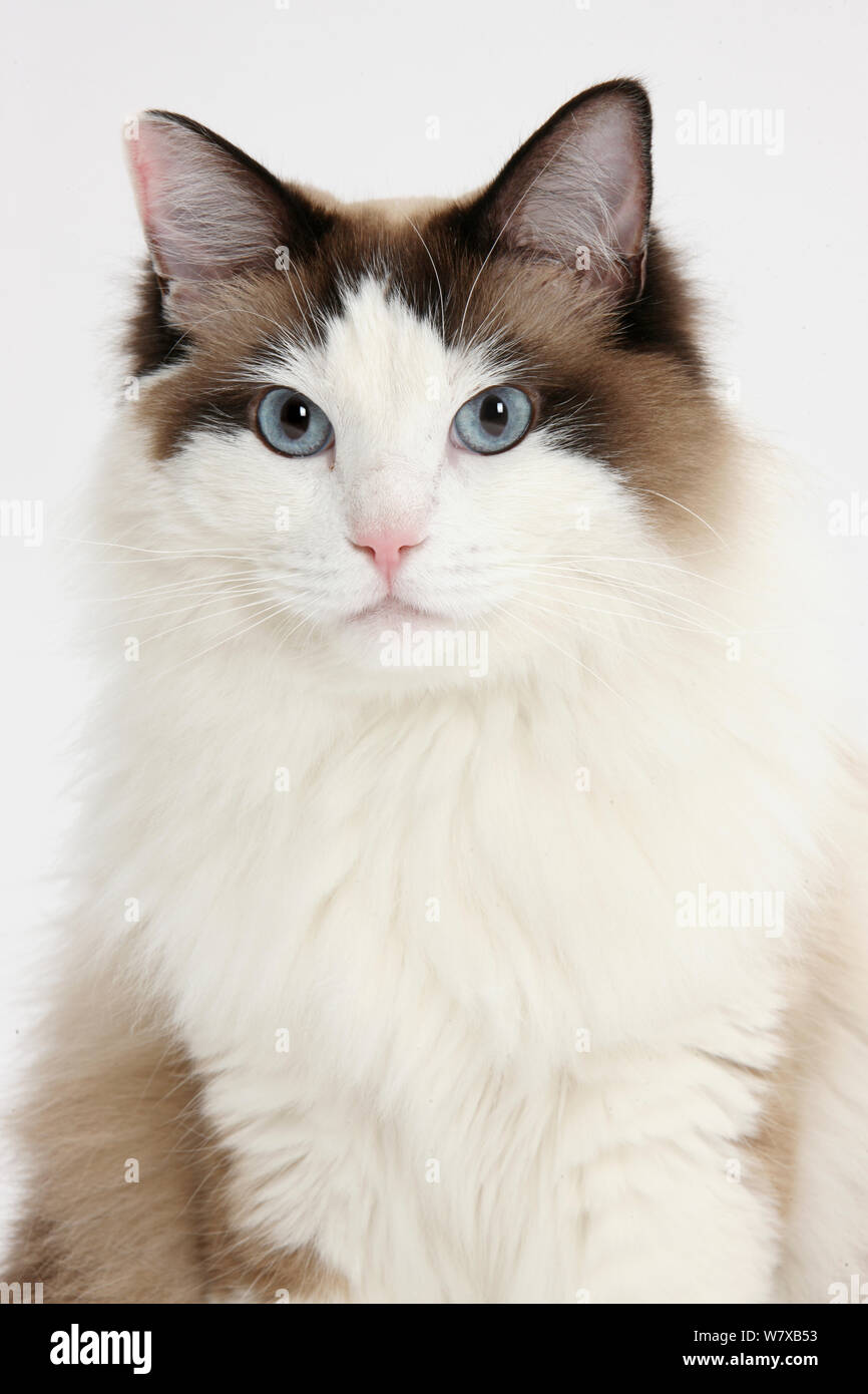 Ragdoll male cat portrait. Stock Photo