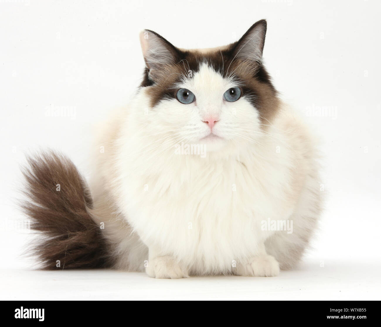Ragdoll male cat, Loxley, sitting. Stock Photo