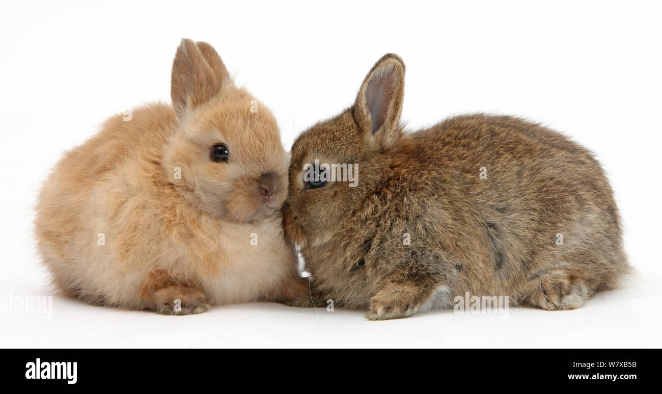 Baby Netherland Dwarf bunnies. Stock Photo
