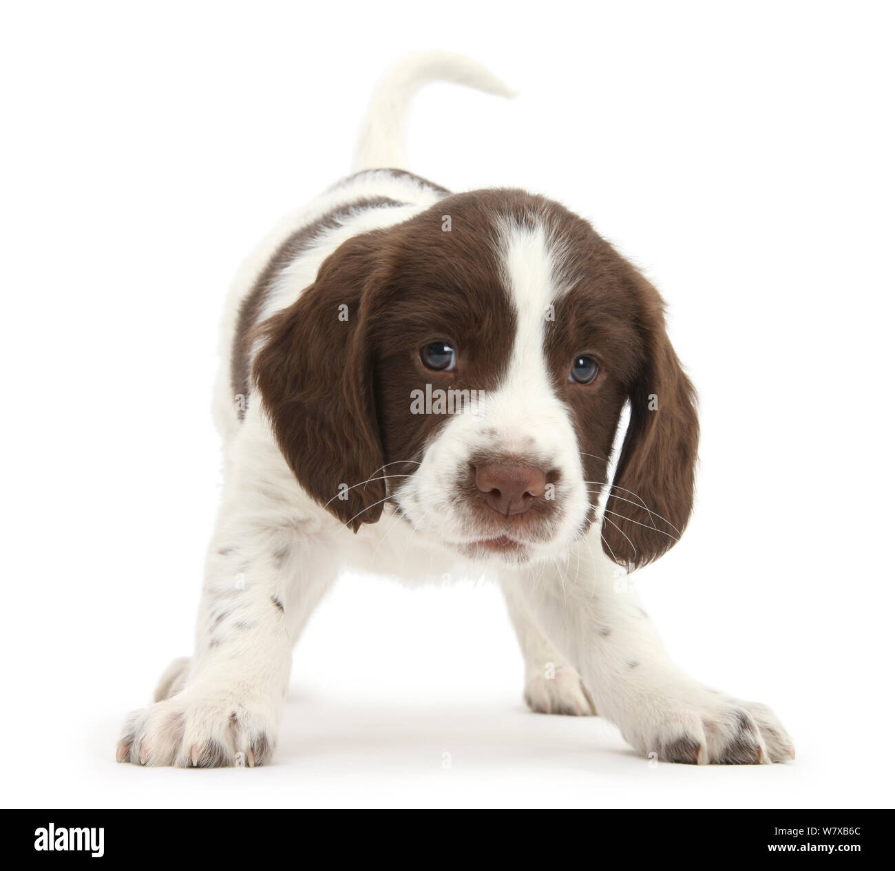 Working English Springer Spaniel puppy, 6 weeks, in playful stance Stock  Photo - Alamy