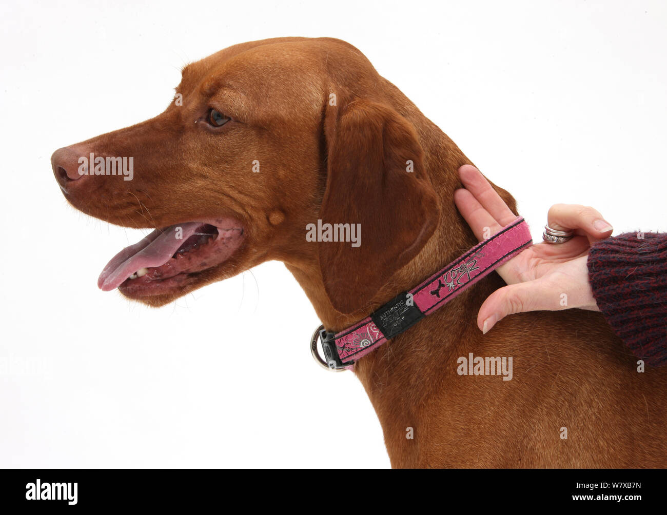 Using two fingers to check that the collar is correctly fitted on Hungarian Vizsla. Stock Photo